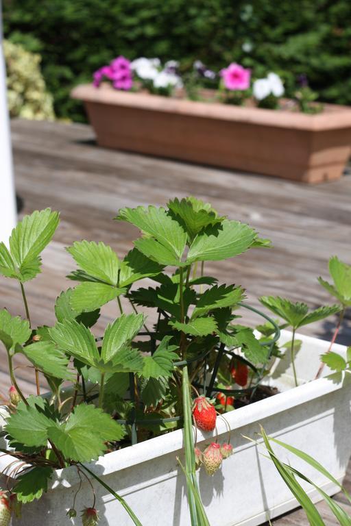 Calme Et Nature, Ba Hotell Gujan-Mestras Rom bilde
